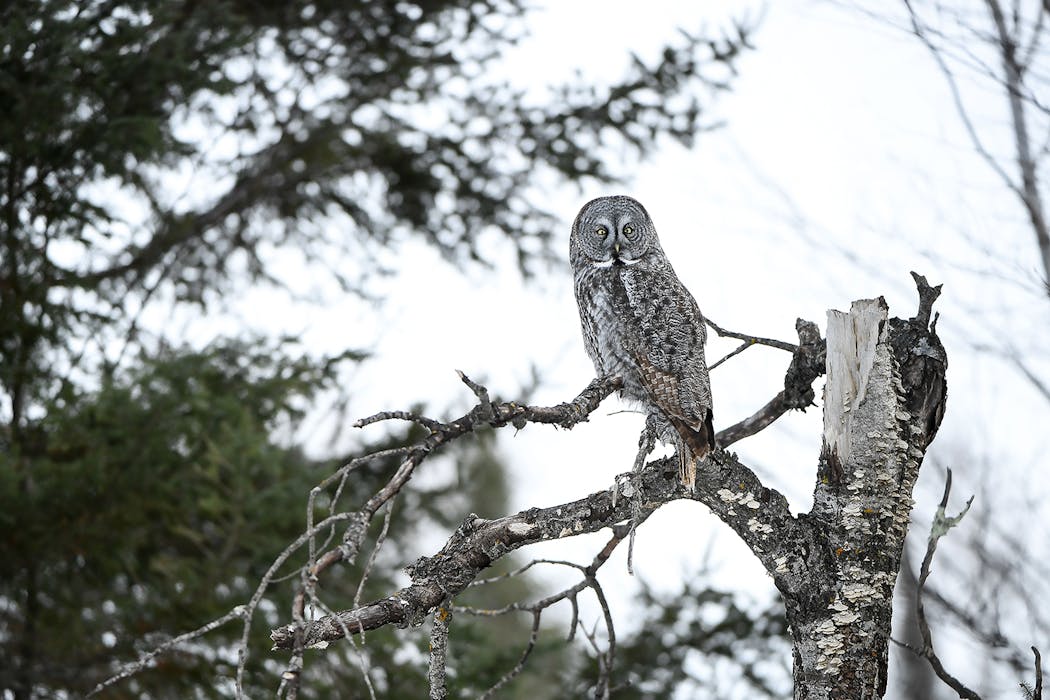A great grey owl hunted for food in Sax-Zim Bog.