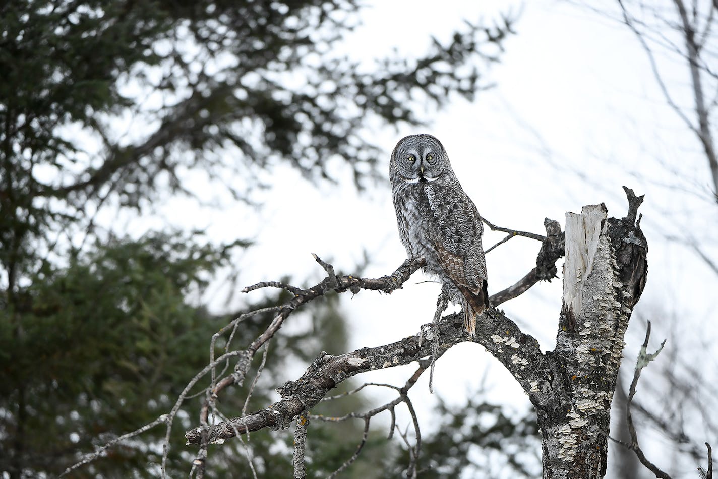 A great grey owl hunted for food in Sax-Zim Bog.