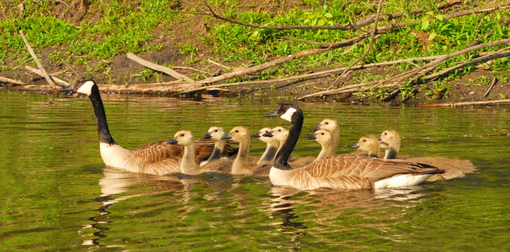 Family of Canada geese.