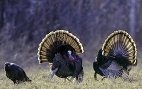 01225-070.20 Wild Turkey: Two toms are strutting for a hen in a hay field. Hunt, scout, gobbler, breed.