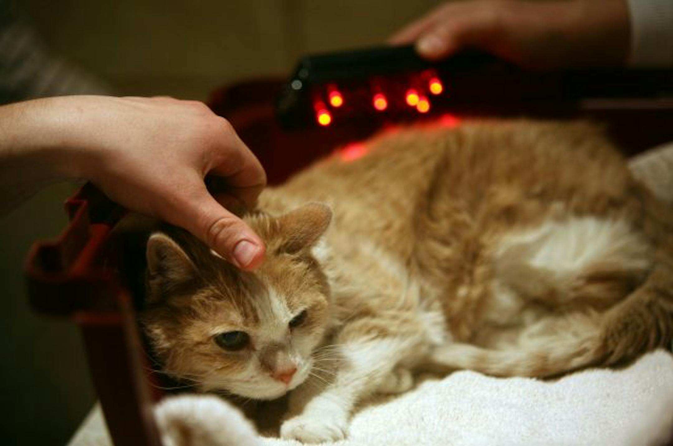 Haley, 5-year-old Boston terrier, got her head scratched during her acupuncture session. The sessions help with Annie's arthritis.