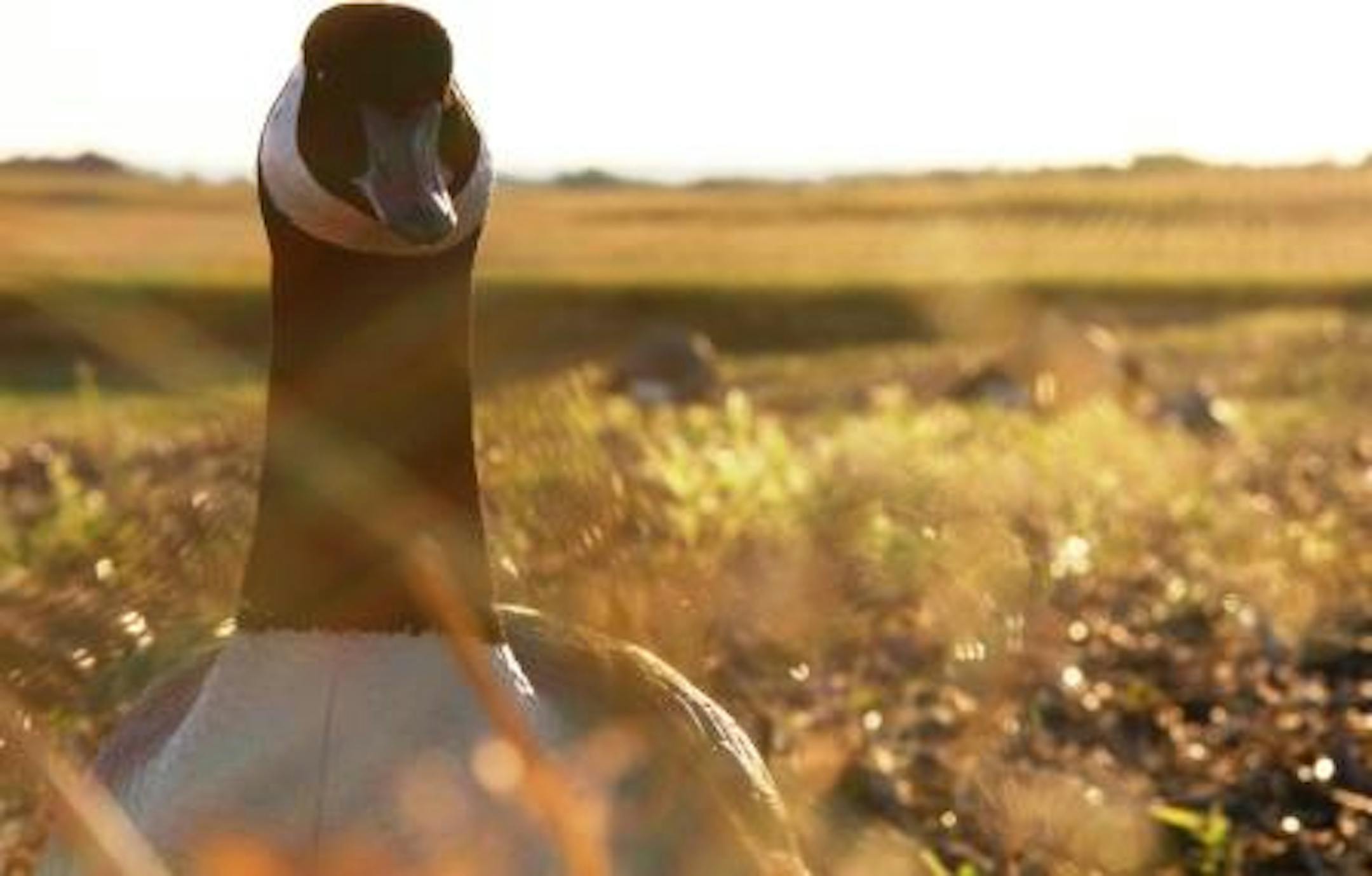 Ultra-realistic decoys aid hunters in luring Canada geese.