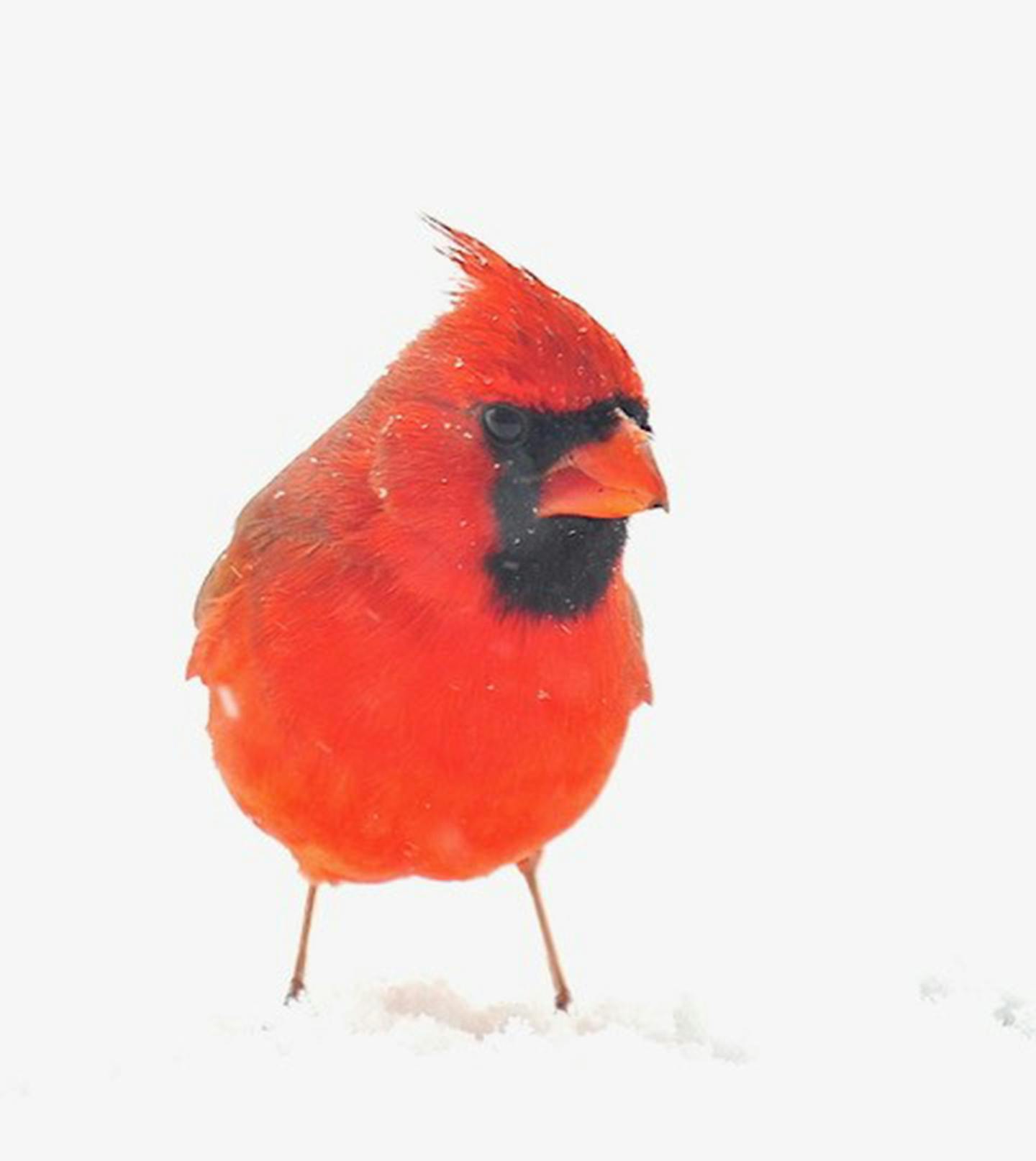 A bright red male Northern Cardinal stands with its feet in snow.