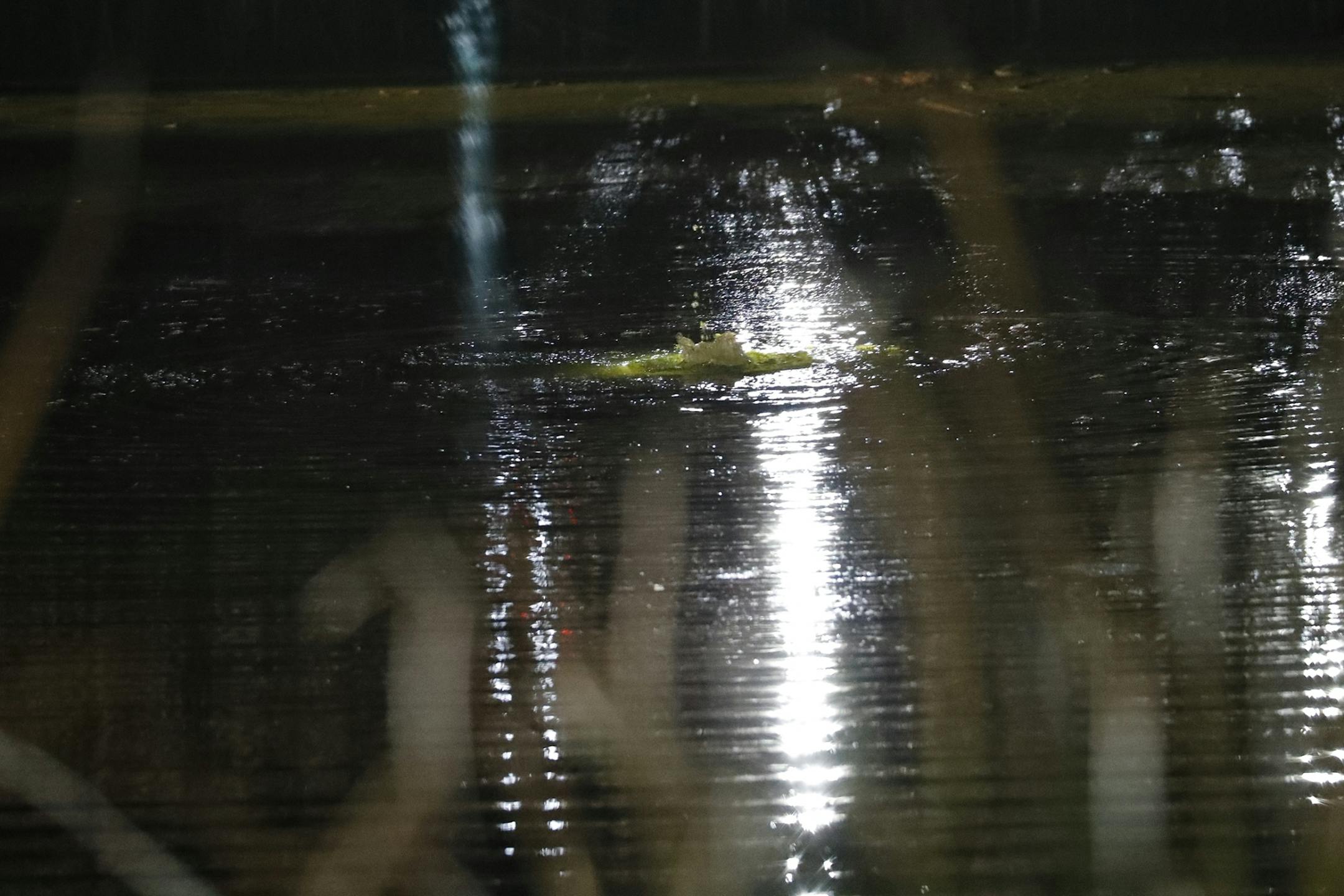 Bubbles come up from the pond.