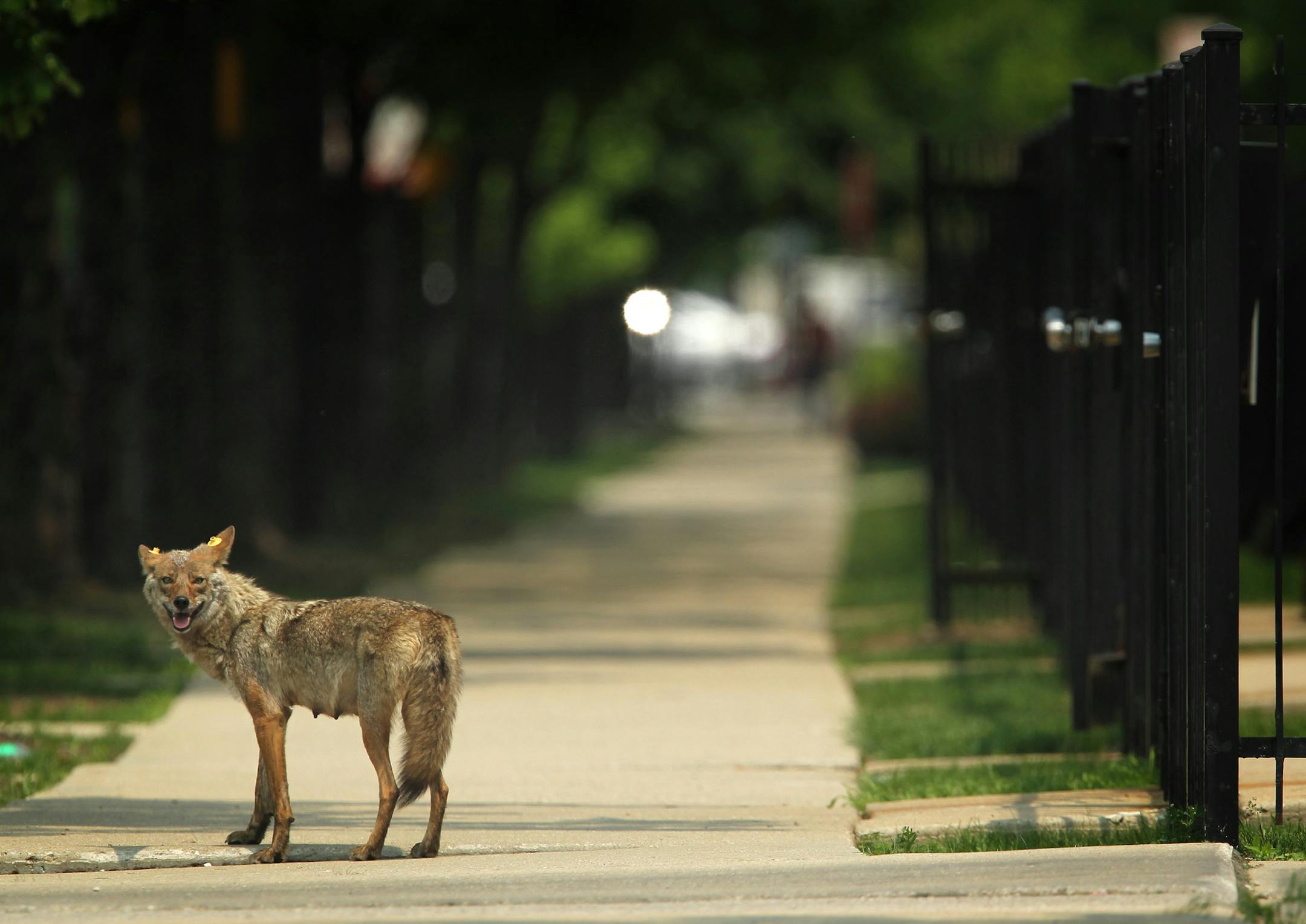 A mother coyote on the sidewalk of the 1300 block of Larrabee Street is sighted, June 3, 2011, in Chicago, Illinois. Coyote sightings have been more common in Chicago. More larger wildlife may soon make its home in Illinois, an expert says. (E. Jason Wambsgans/ Chicago Tribune/MCT) ORG XMIT: 1130284