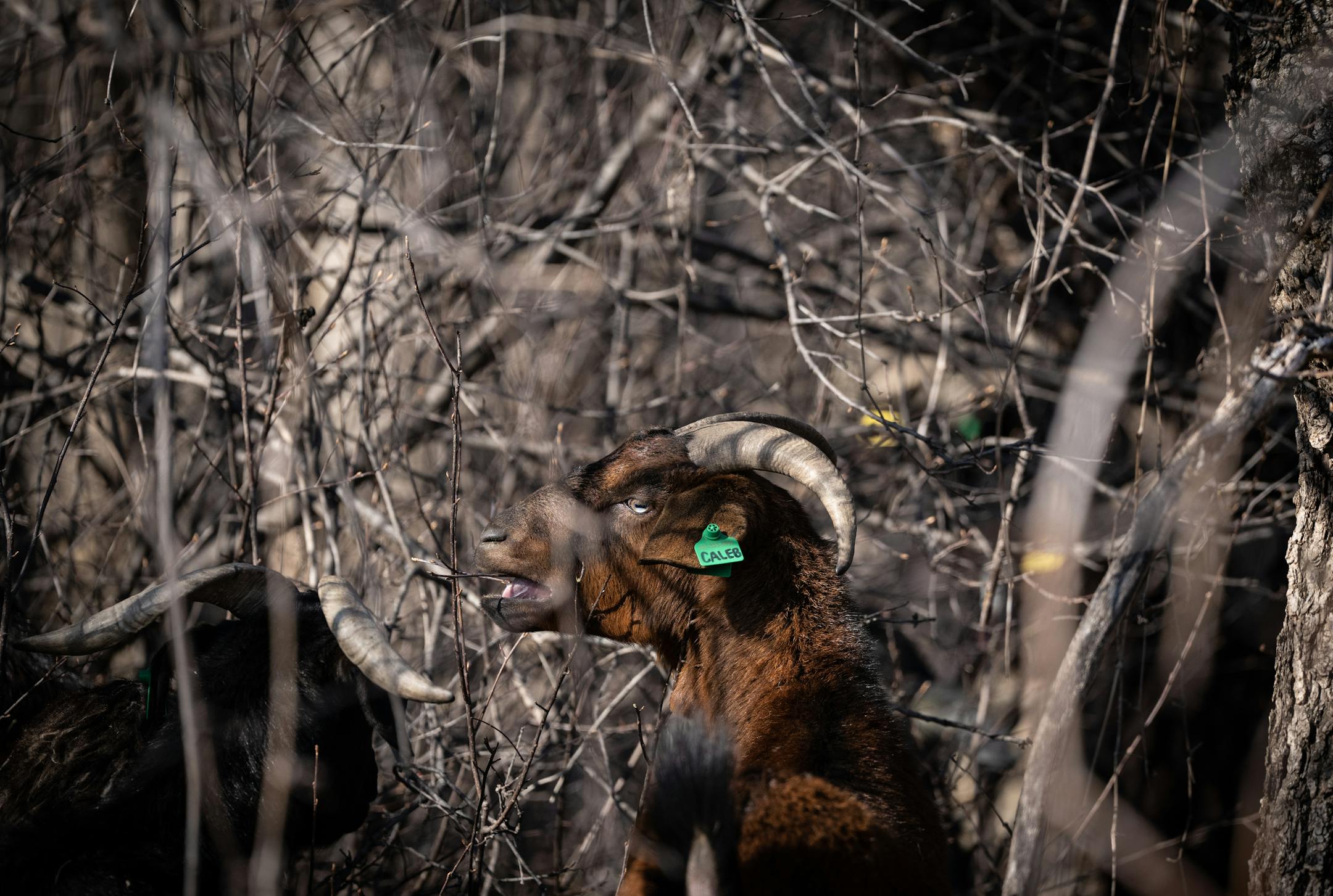 A goat eats twigs in a deep brush of buckthorn at Creekview Park.