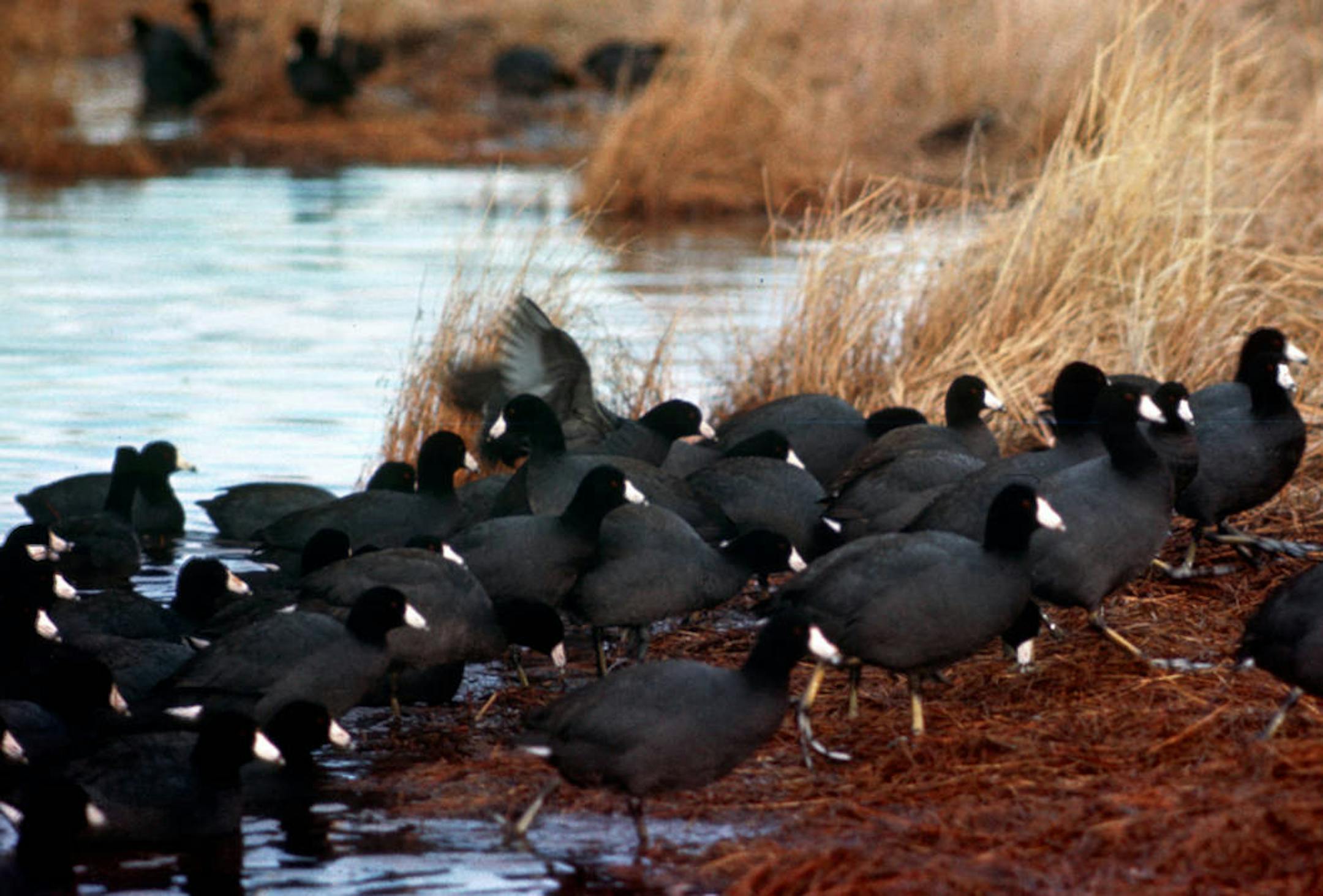 A raft of American coots, which will exit the water to eat.
