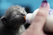 A 3-week old kitten was being bottle fed by Laura Uecker of Angel of Hope so that it may be adopted at 8-10 weeks.]During the Pet Party at Sabes Jewis