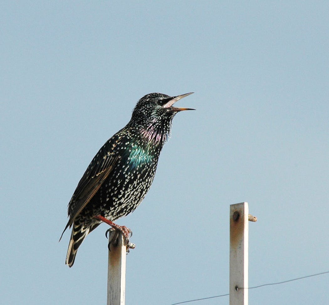 European starlings were introduced to the United States in the late 1800s and are now widespread.
