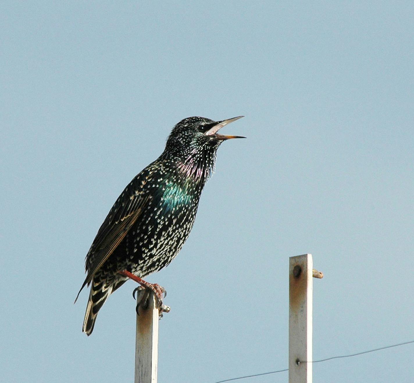 A European starling perched on a fence post