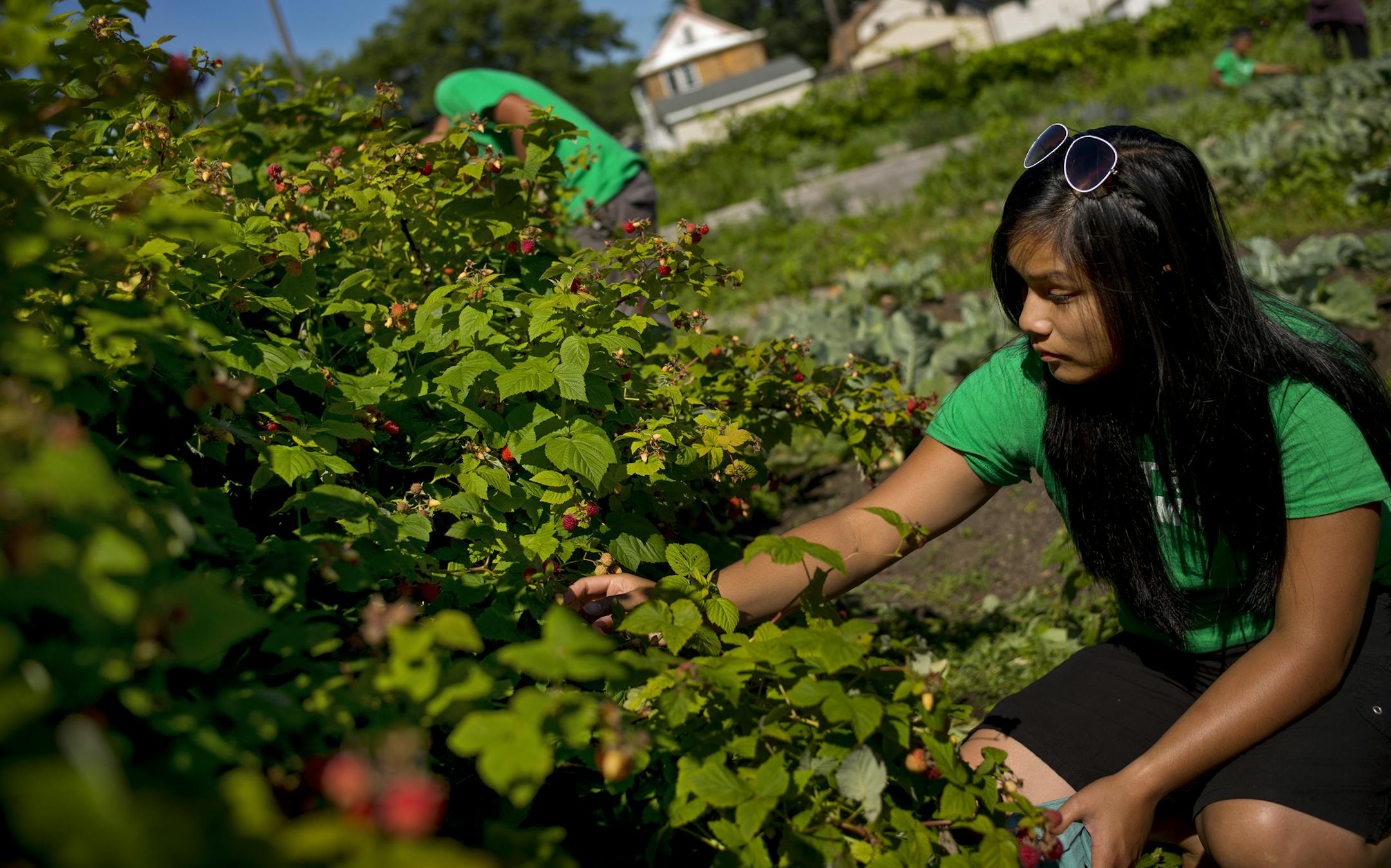 Mela Nguyen, an urban-gardening youth leader in norht Minneapolis, raspberries that will go into salads that will be sold to retailers, made into salads for sale at Twins games or donated to youth or senior programs on the north side.
Two north Minneapolis gardens alone, tended by kids, produced 5,000 pounds of produce last year. rtsong-taatarii@startribune.com