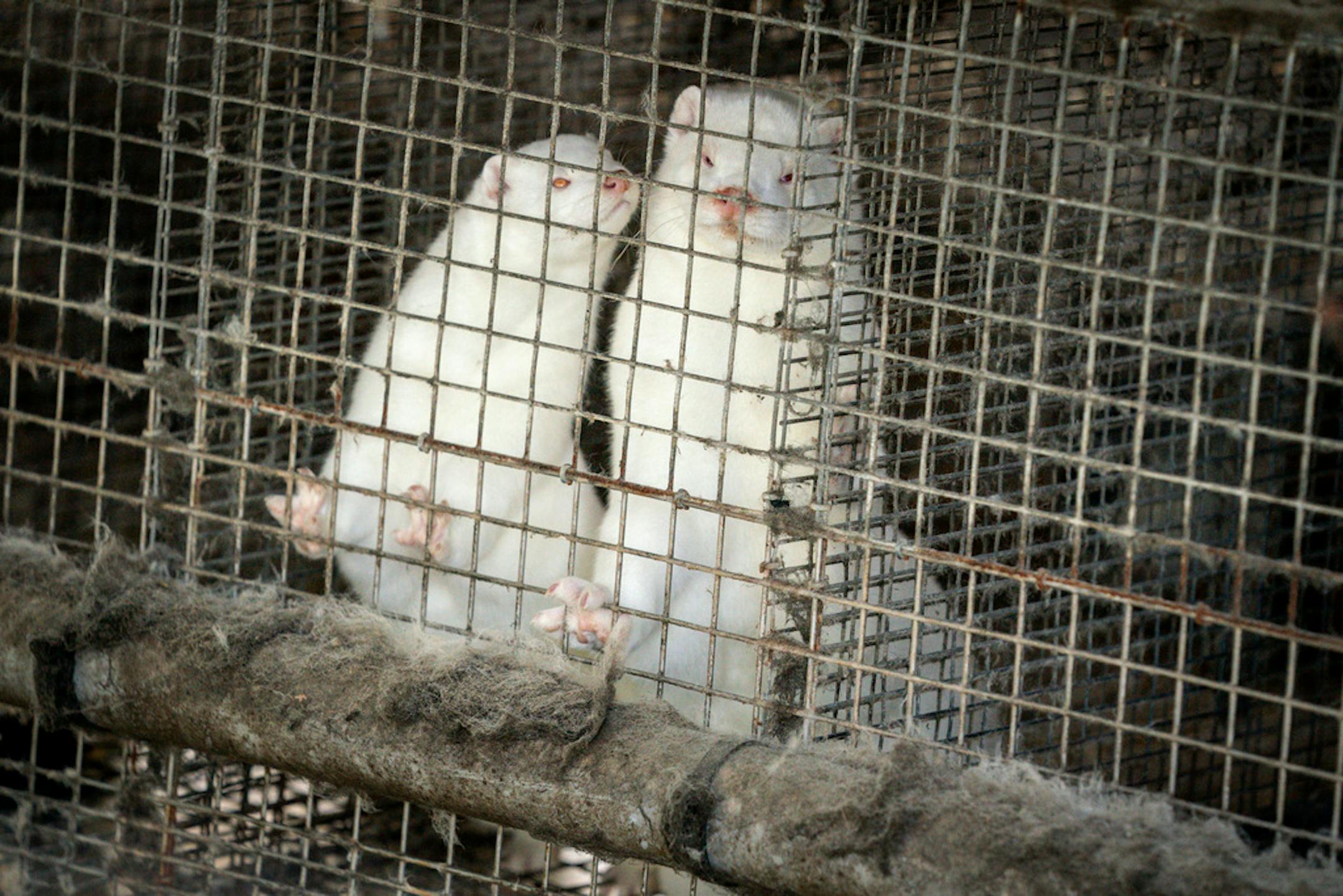 Minks in a farm in Gjoel in North Jutland, Denmark.
