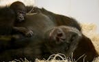 MUST CREDIT: Como Park Zoo & Conservatory. Como Zoo is thrilled to announce the addition of a baby western lowland gorilla to its troop. The baby fema