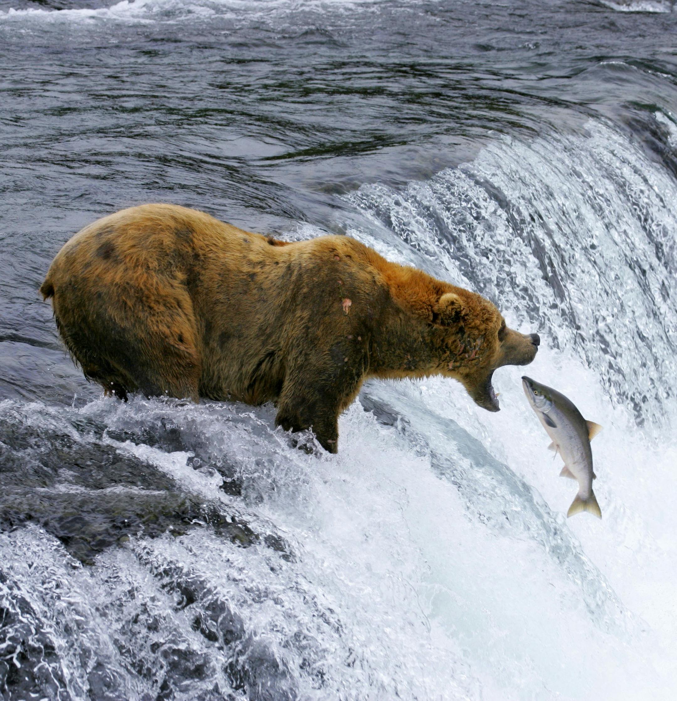 This undated image provided by MacGillivray Freeman Films shows a brown bear catching salmon in Katmai National Park and Preserve in Alaska, shot in slow motion with a telephoto lens. The image appears in the new ìNational Parks Adventureî IMAX movie opening Friday. The movie is part of a yearlong celebration of the National Park Service centennial. (Brad Ohlund/MacGillivray Freeman Films/VisittheUSA.com via AP)