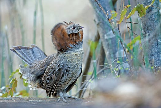 Red-phase ruffed grouse