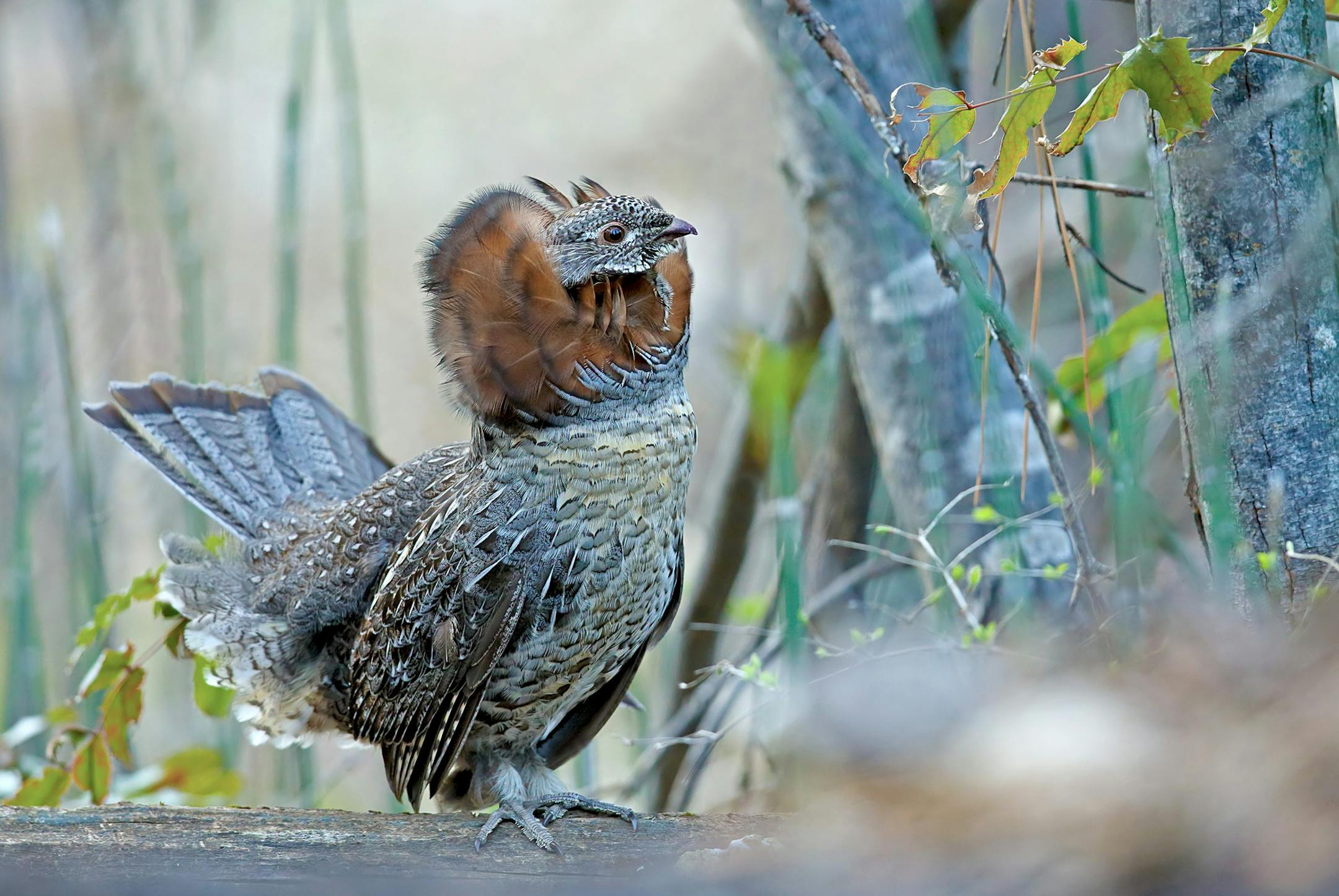 A red-phase ruffed grouse (Bonasa umbellus) on a spring drumming log.