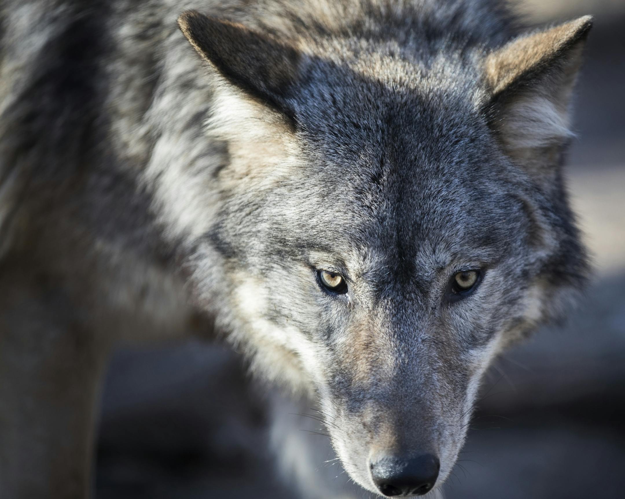 A wolf pup keeps on eye on volunteers before being moved.