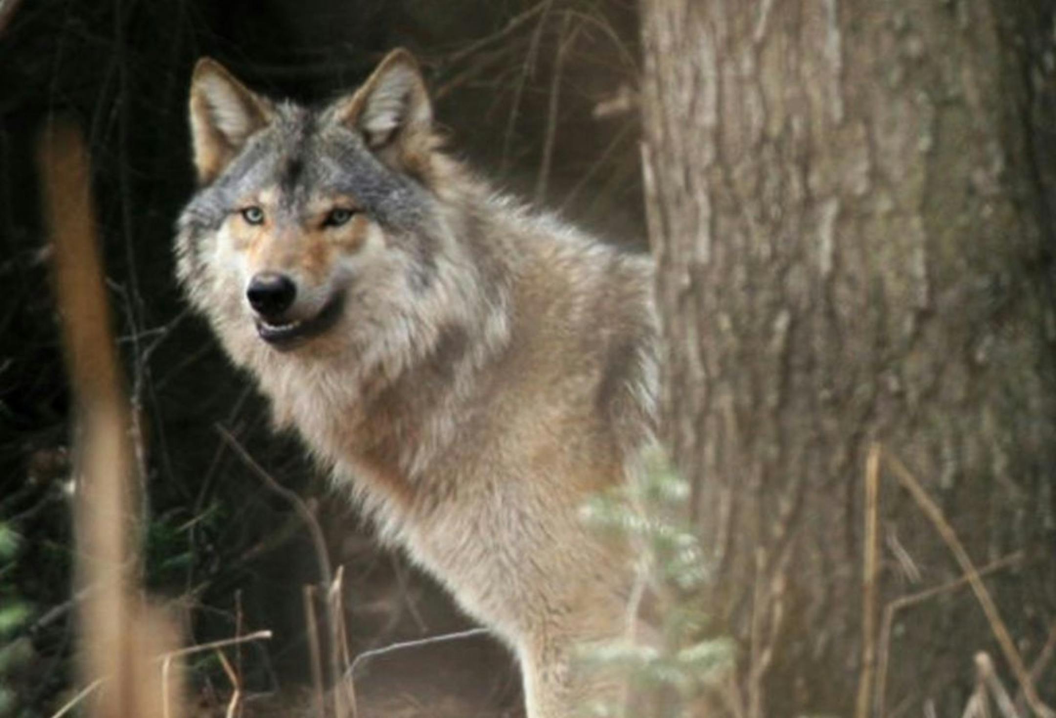 Gray wolf