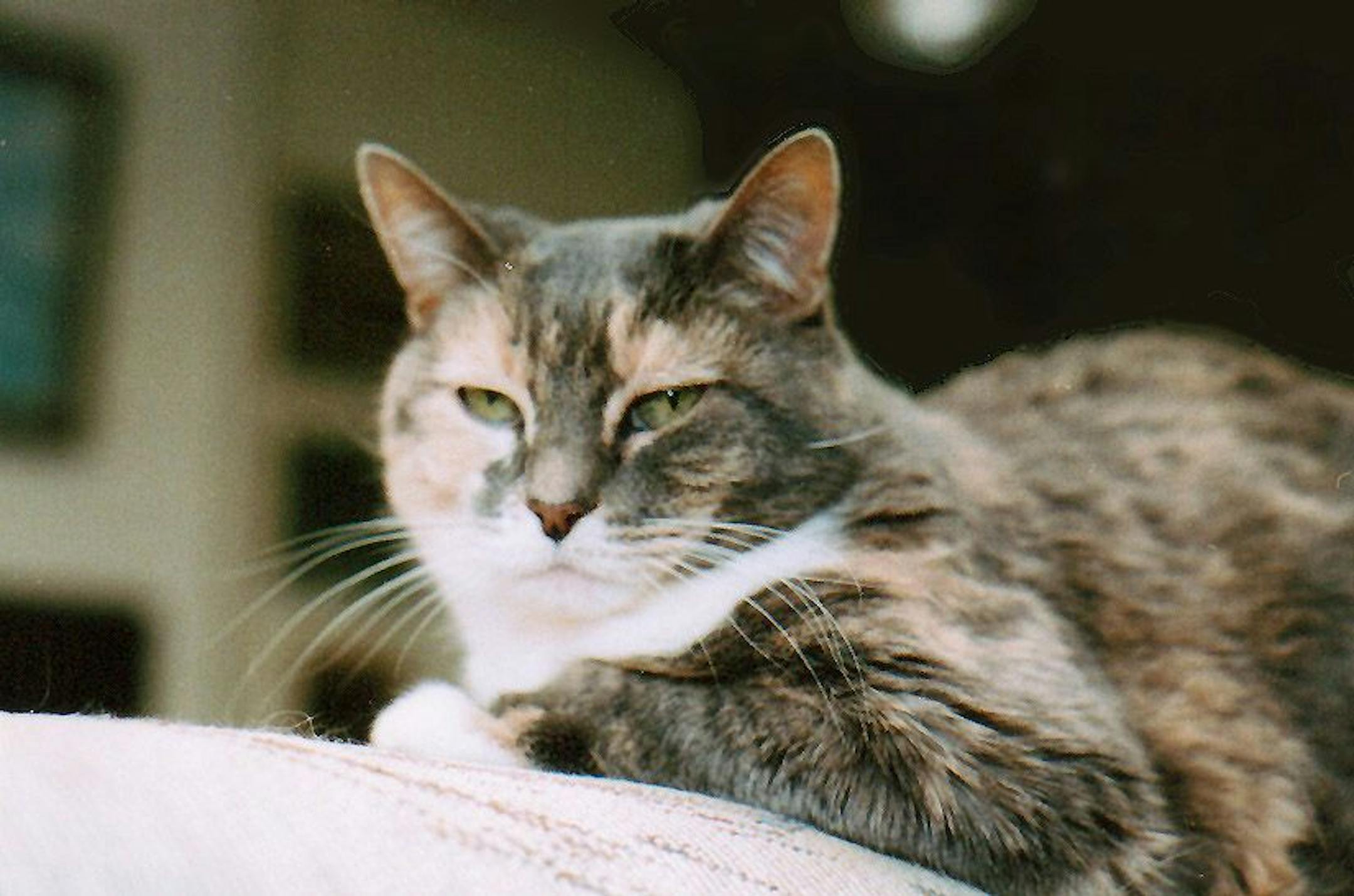 After Jimmy's owner died last year, police took the orphaned cat to the Animal Humane Society in Woodbury.