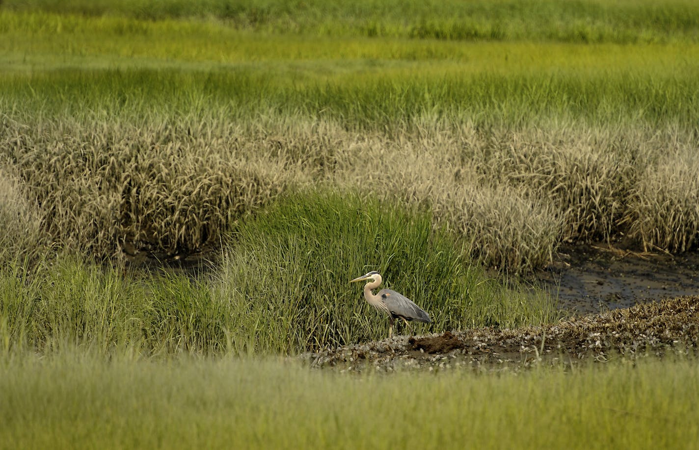 A great blue heron searched for a meal along the Duck River.