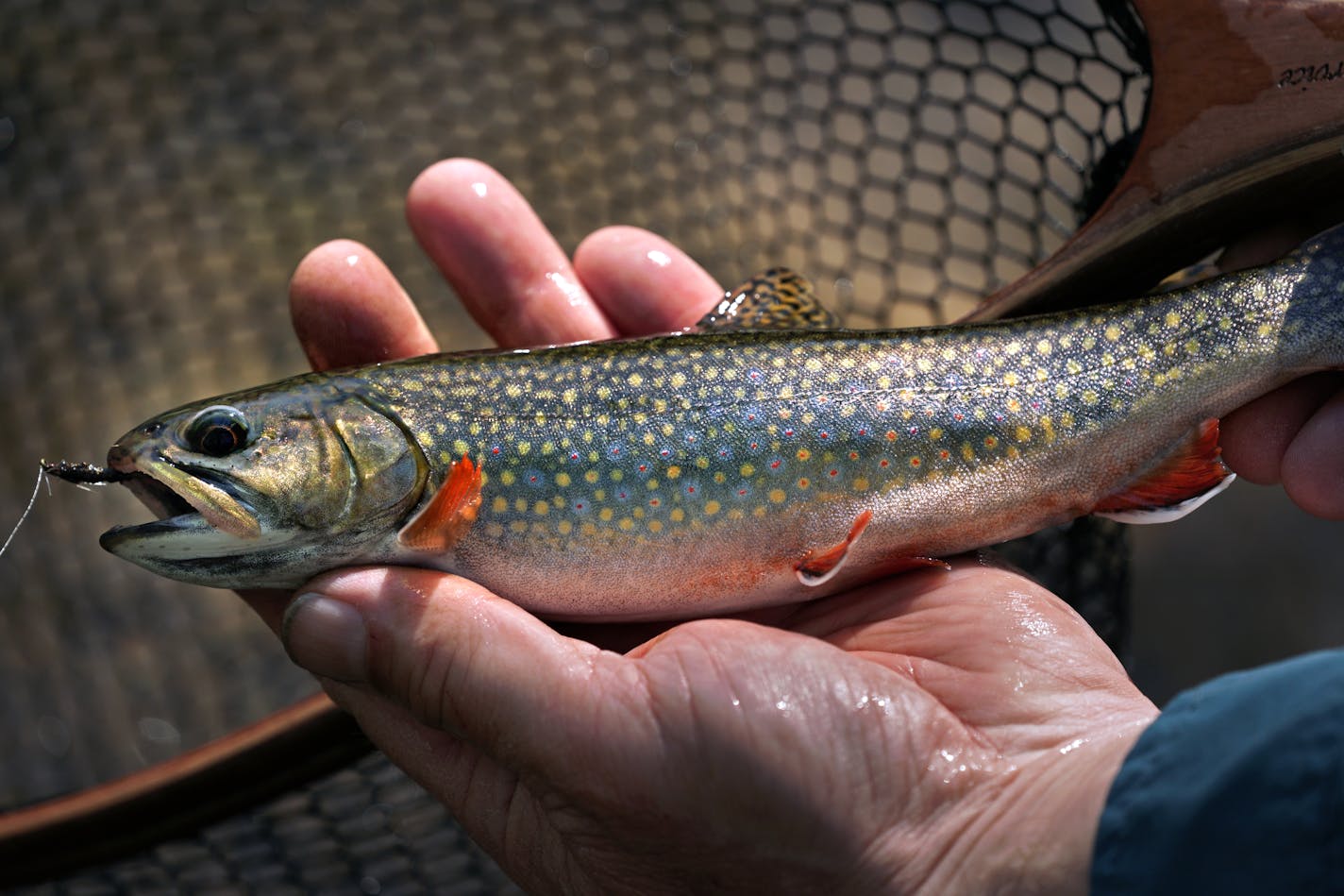 A beautiful brook trout caught while fishing a restored stretch of Trout Brook in Miesville Ravine Park in Dakota County.