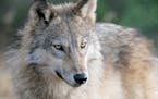 A close up image of a gray wolf in autumn. (Dreamstime/TNS)