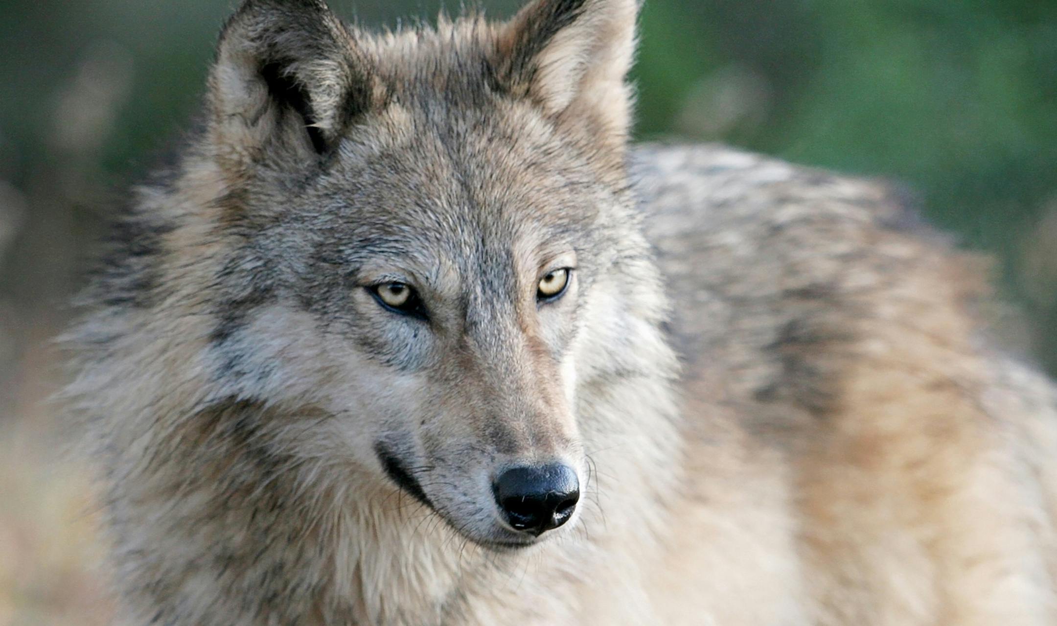 A close up image of a gray wolf in autumn. (Dreamstime/TNS)