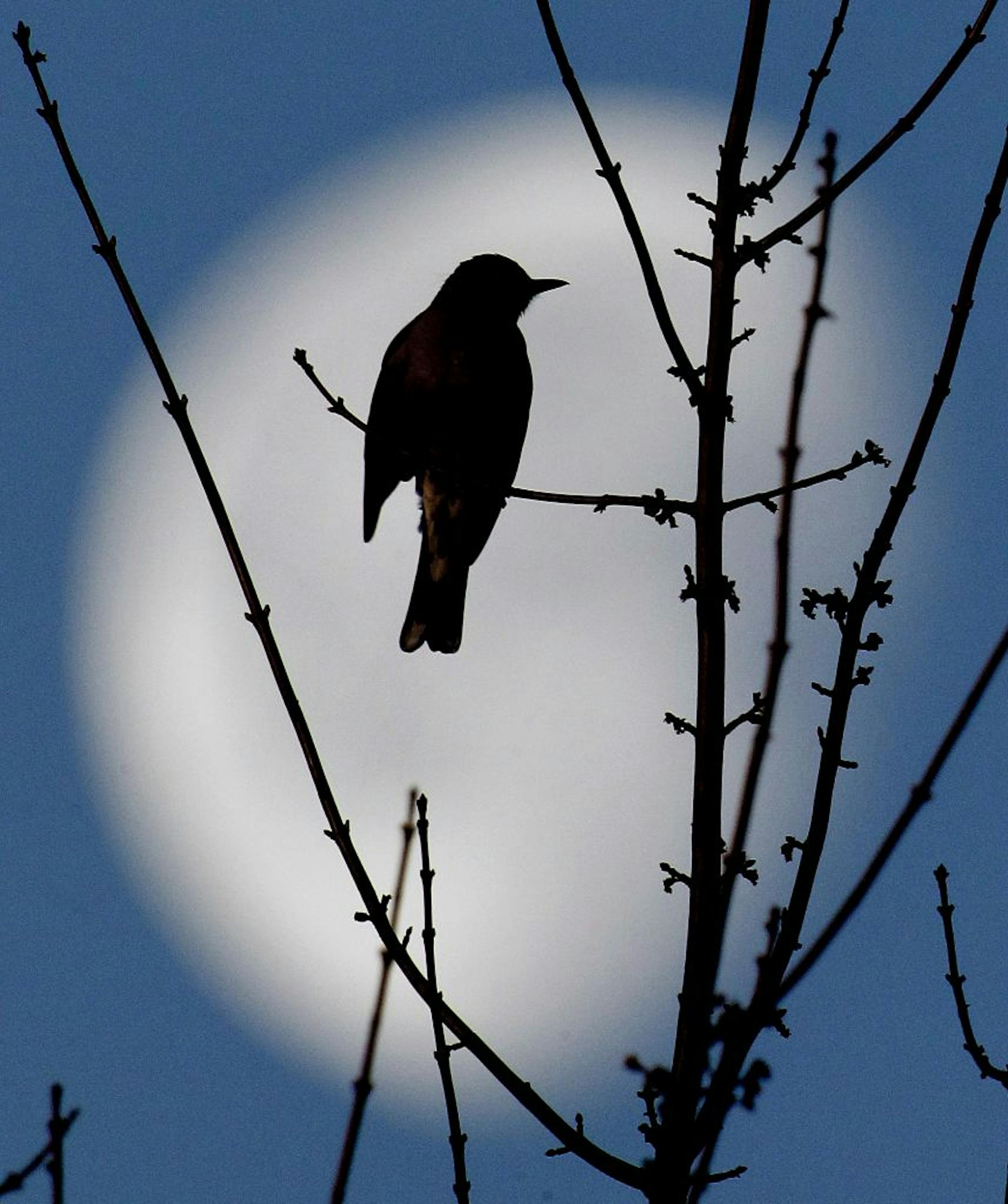 Robins are among the bird songs you can hear at night.