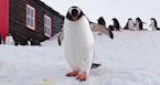 Photo by Eric Mohl/Special to the Star Tribune ]] A penguin hovers near a research station on Antarctica.