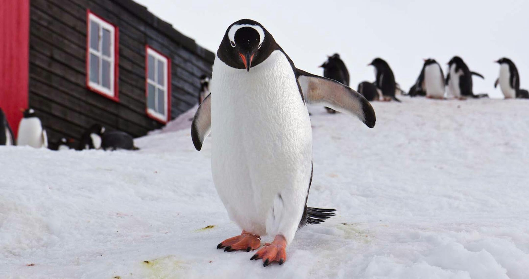 Photo by Eric Mohl/Special to the Star Tribune ]] A penguin hovers near a research station on Antarctica.