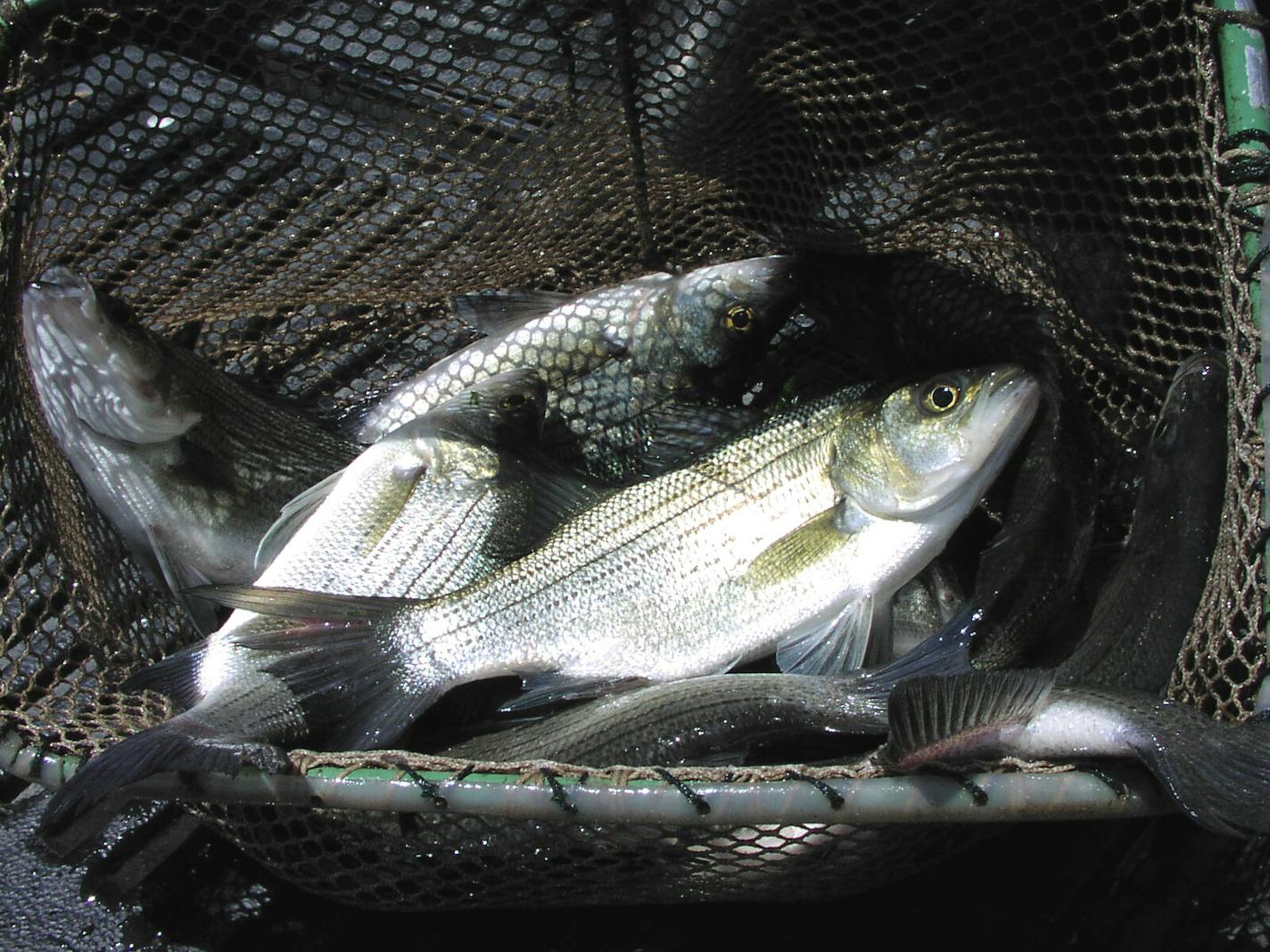 Southeast Asian anglers covet white bass for their catchability and good eating, and that community has prompted the Department of Natural Resources to do more testing and stocking of white bass.