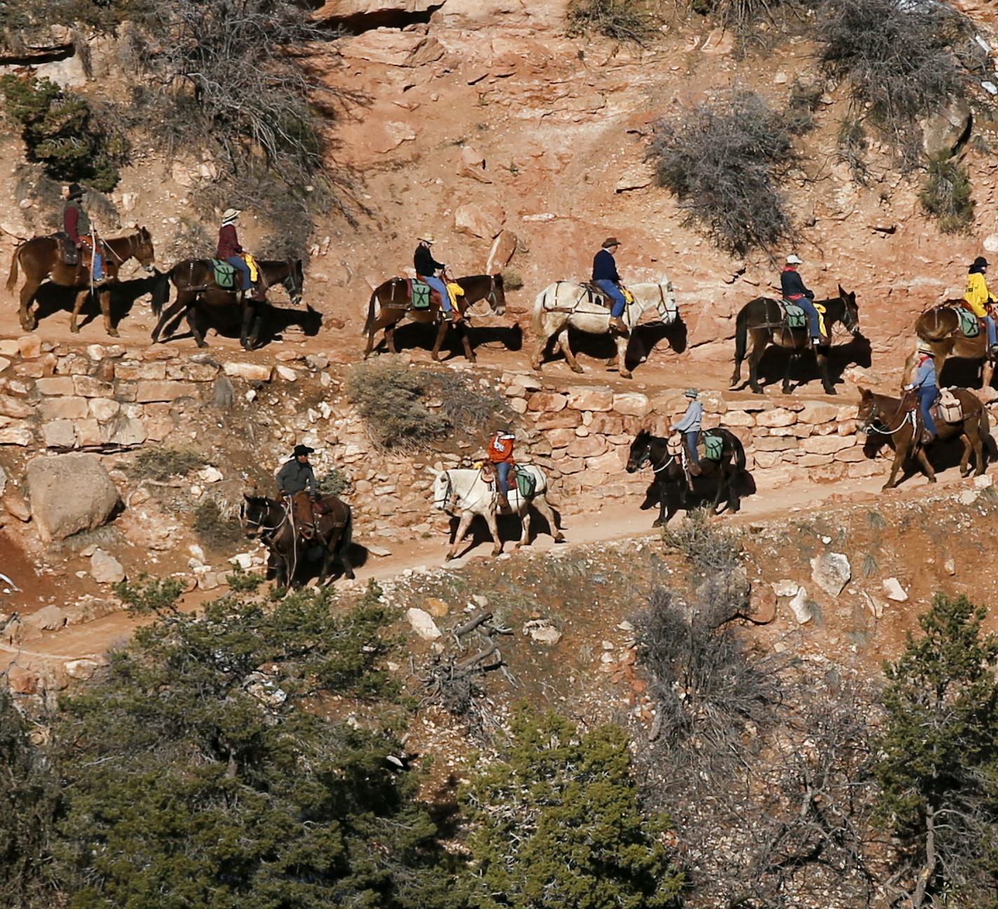 Mule riders begin their journey down the Bright Angel Trail on in the Grand Canyon en route to Phantom Ranch, more than 2,000-feet below the south rim on March 9, 2015. The rides sometimes book up 13 months ahead. (Mark Boster/Los Angeles Times/TNS)