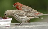 Photos by Jim Williams
Female (front) and male house finches both sing (and enjoy grape jelly).