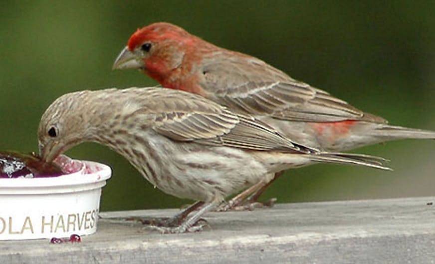 Photos by Jim Williams
Female (front) and male house finches both sing (and enjoy grape jelly).