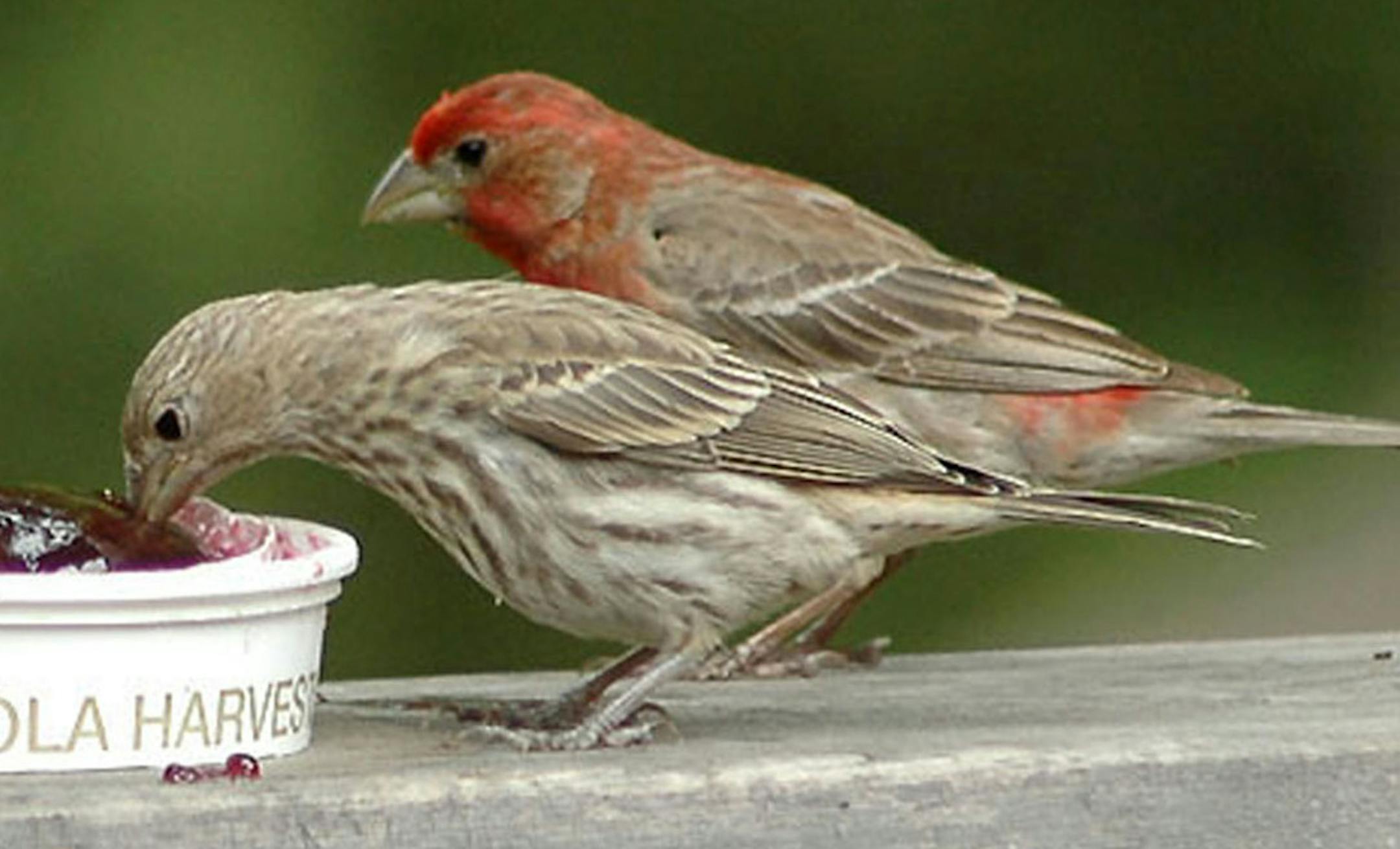 Photos by Jim Williams
Female (front) and male house finches both sing (and enjoy grape jelly).