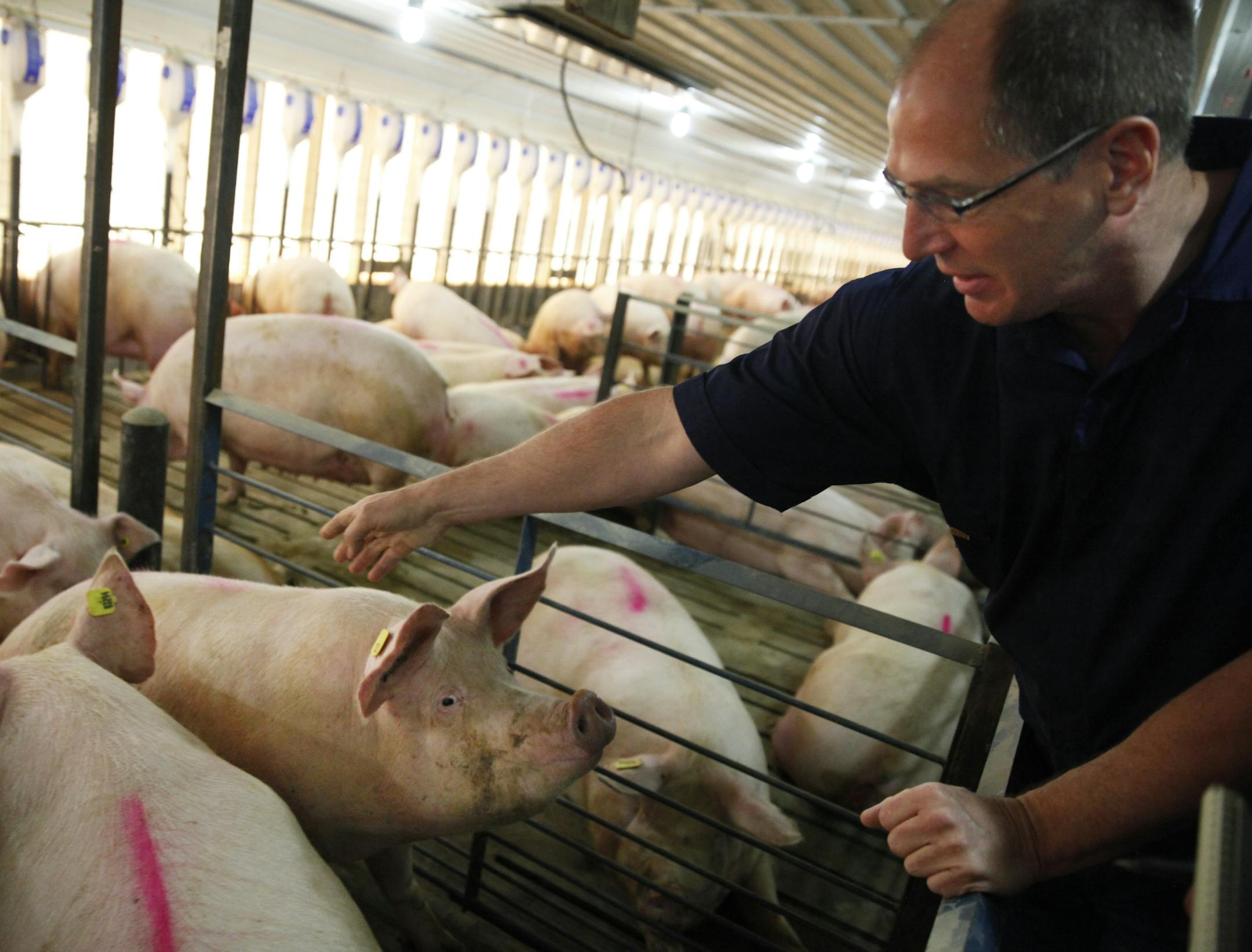 At the Cargill pig farm in Dalhart, Texas, Jeff Worstell, vice president of livestock production points out the positive aspects of group housing including less stress amongst the housed animals.