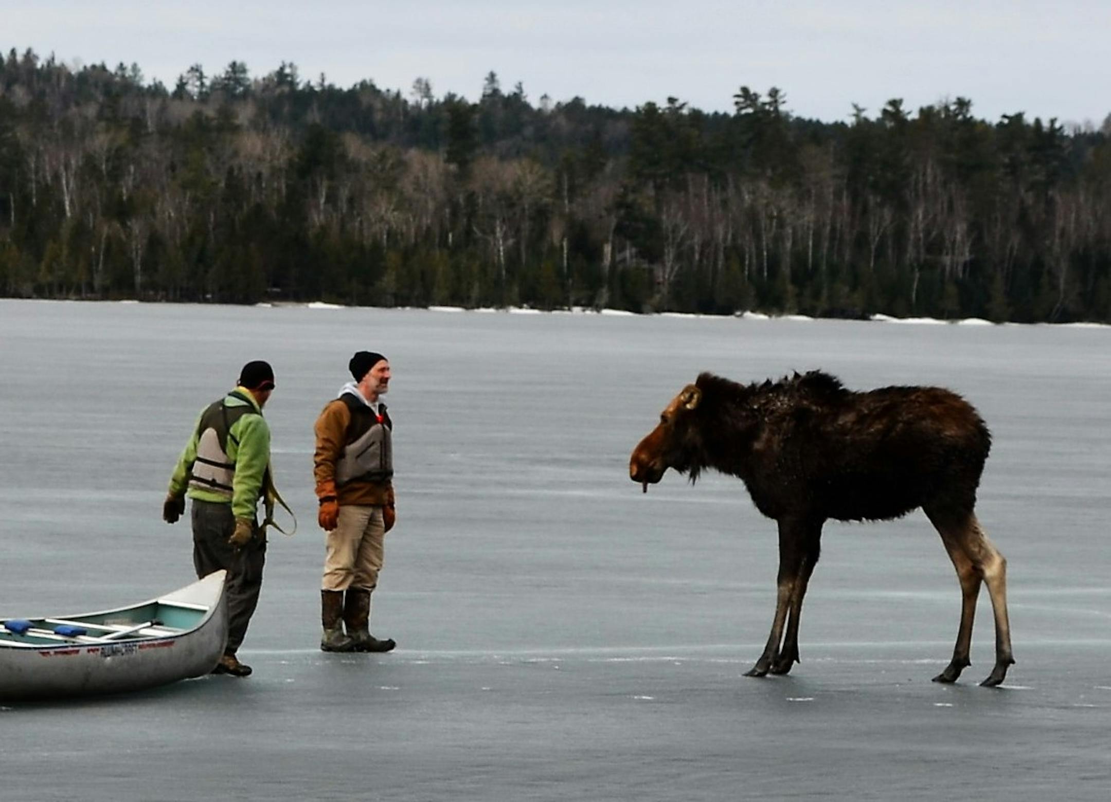 Jim Morrison (left) and Dave Seaton (right) encourage the rescued moose to head to shore. A young female moose was crossing Hungry Jack Lake, located midway up the Gunflint Trail about 20 minutes from Grand Marais, Minn. when she suddenly fell through the ice on April 10, 2017. Jim Morrison, fire chief of the Gunflint Trail Volunteer Fire Department, Bob McCloughan of Bearskin Lodge, and Dave Seaton of Hungry Jack Outfitters helped successfully rescue the moose. Photo provided by Nancy Seaton