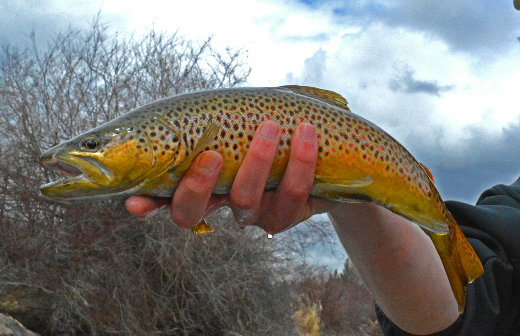 A robust, brightly colored brown trout taken over Easter Weekend on a dry fly while fishing the Bitterroot River in western Montana.