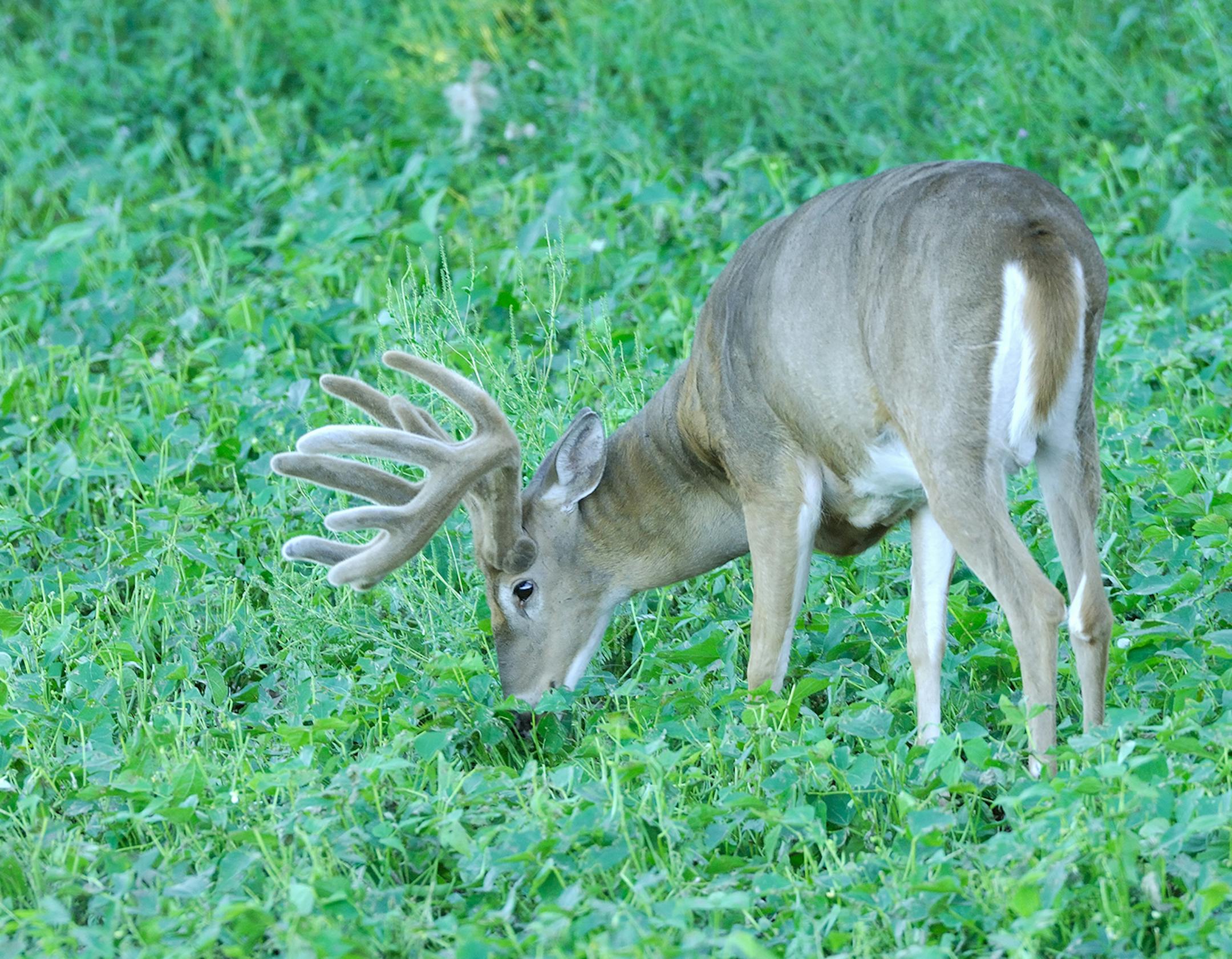 An impressive whitetail buck is feeding on soybeans. Mature bucks like this are forever wary. Marchel took no shortcuts in his effort to get within photo range.