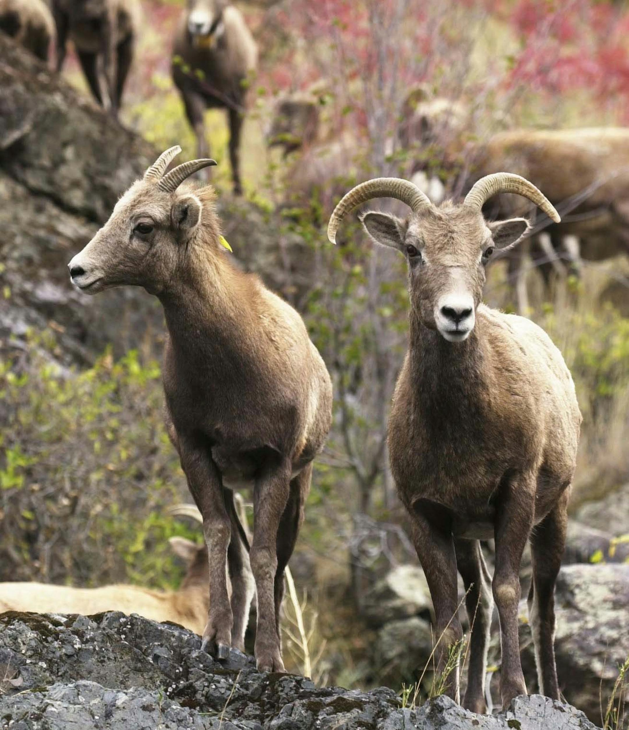 (NY706-May 5) A herd of bighorn sheep are shown Oct. 10, 2002, below Pittsburgh Landing in Hells Canyon, Idaho, on the Snake River. There are an abundance of wildlife surrounding the river and caynon. (AP Photo/The Idaho Statesman, Katherine Jones)