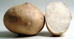 Crunchy, mildly sweet, delicious in salads, low in calories _ what's not to like about the Mexican vegetable jicama? Illustrates JICAMA (category d), 