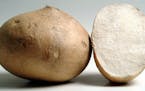 Crunchy, mildly sweet, delicious in salads, low in calories _ what's not to like about the Mexican vegetable jicama? Illustrates JICAMA (category d), 