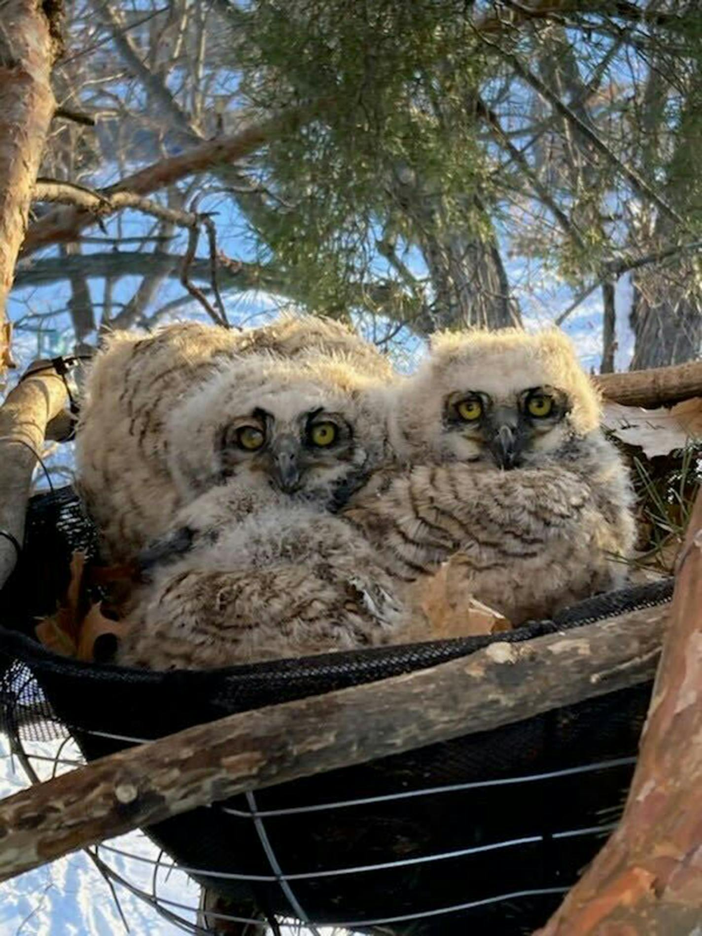 Three owlets nestle close in a man-made black bowl of a nest.