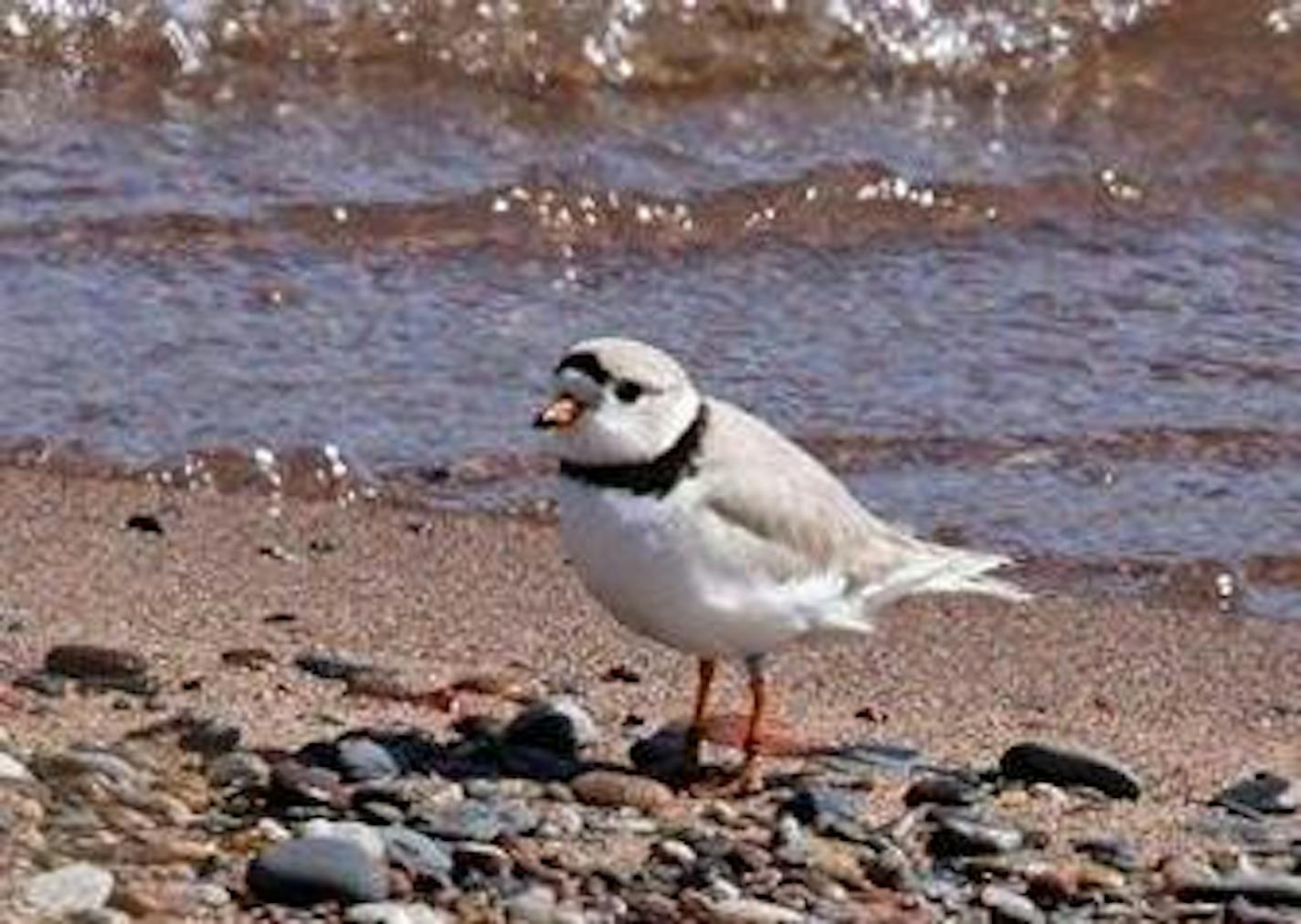 Two male piping plovers, a shorebird species critically endangered in the Great Lakes area, have been hanging around Park Point in Duluth for a couple weeks, raising hopes that they might seen find females to nest there. Volunteers spent the Memorial Day weekend steering people away from the area at the end of the point where the birds were seen. Photo courtesy St. Louis River Alliance volunteer Rubin Stenseng.