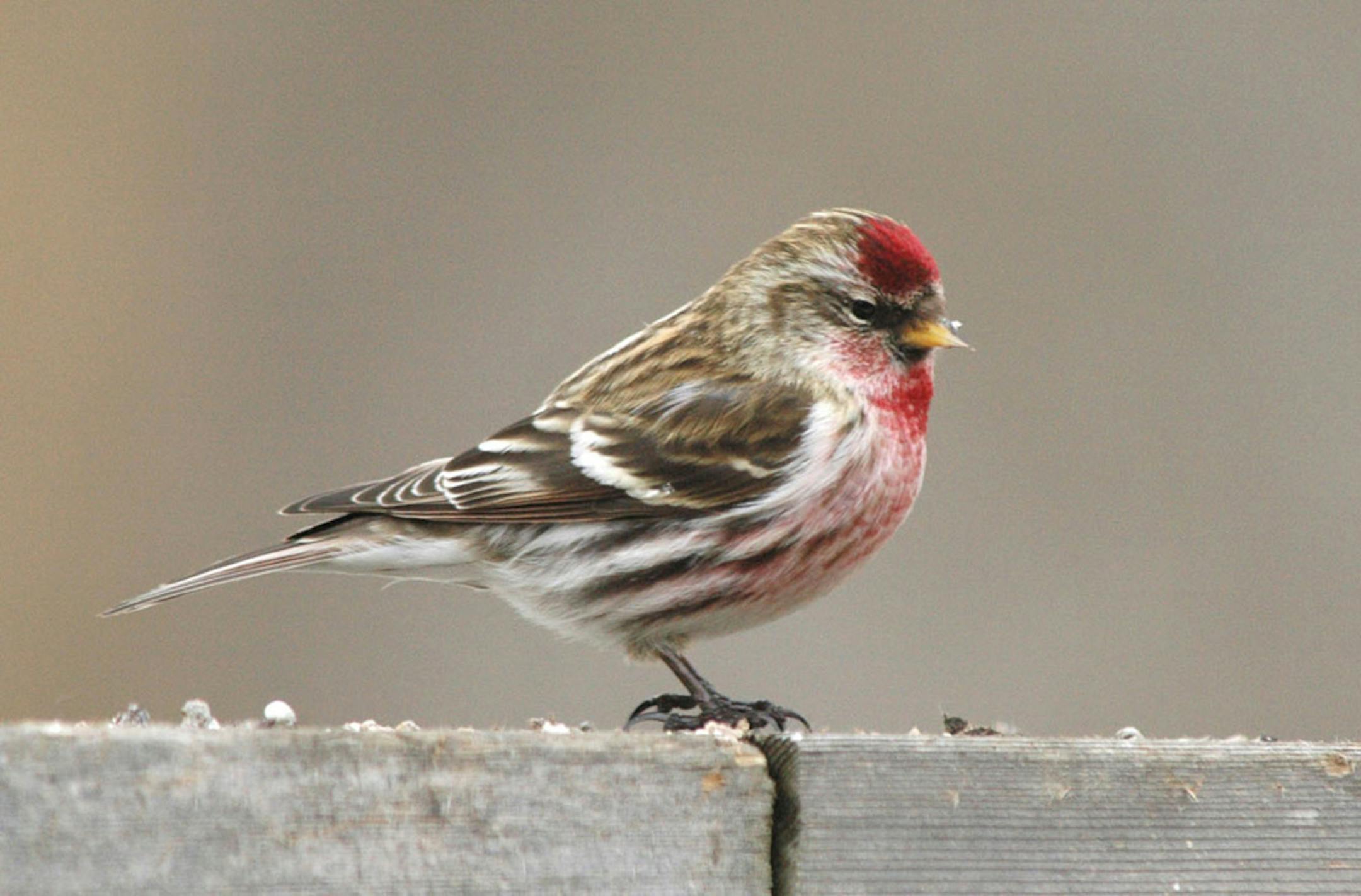 common redpoll