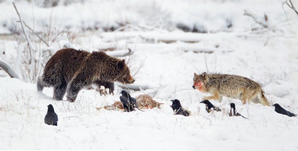 Bear vs. wolf, and other stunning photos from Minnesota's Stan Tekiela