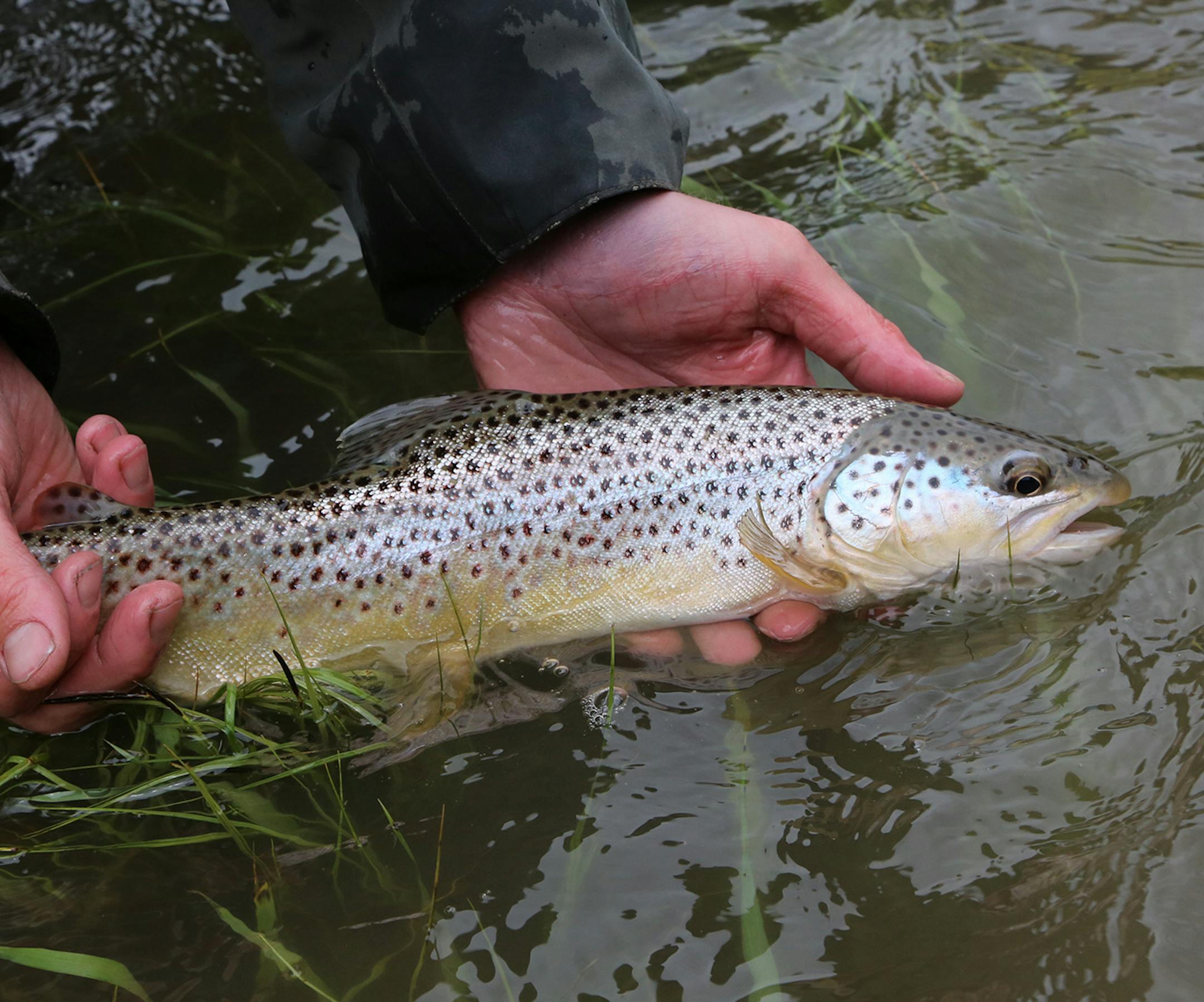 Brown trout are among cold-water species anglers seek on Montana's Smith River. Many fly anglers consider a five-day float along the limited-access river the trip of a lifetime, not only for the fishing the river offers, but for the unparralled scenery. However, the river is threatened, Trout Unlimited and other angler groups say, by a proposed underground copper mine.