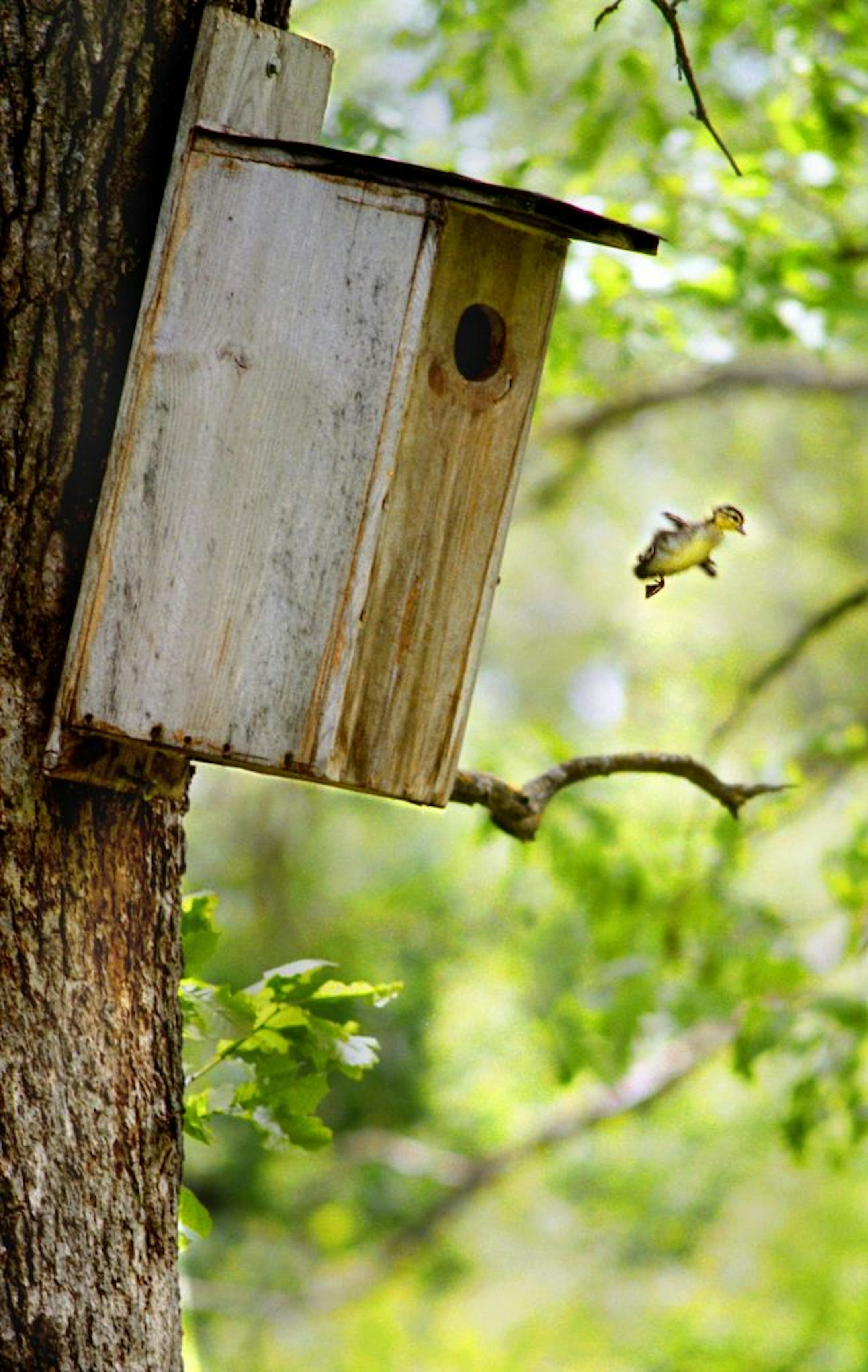 Responding to a mother's quacking pleas, a tiny wood duck leaps out of its house in a white oak tree. The duck's stubby wings were not enough to slow its 15-foot free-fall to its mother. But it, and 19 of its siblings, made the jump safely. Momma duck then led the brood to the water.
