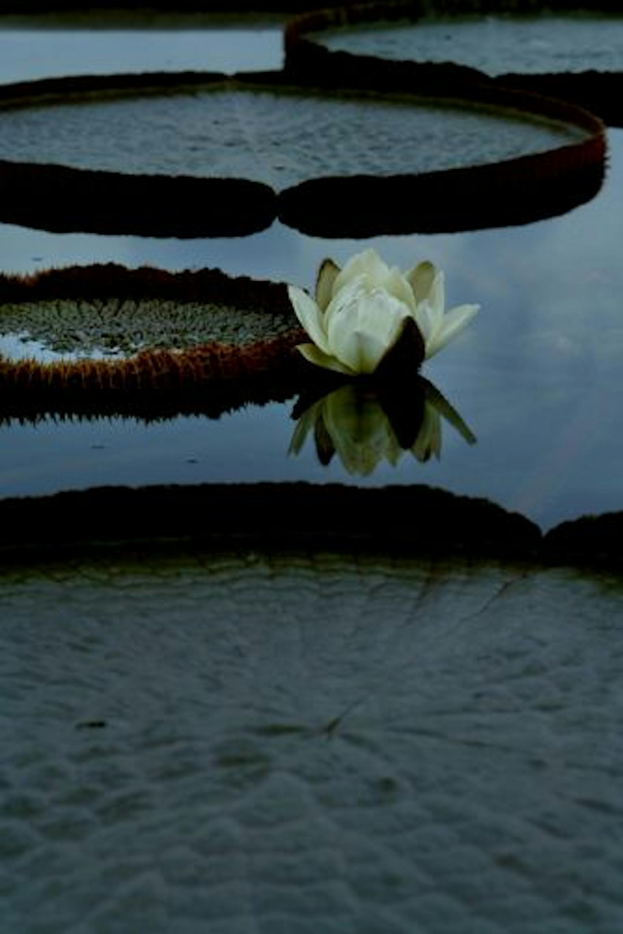 Victoria "Longwood Hybrid" lily.