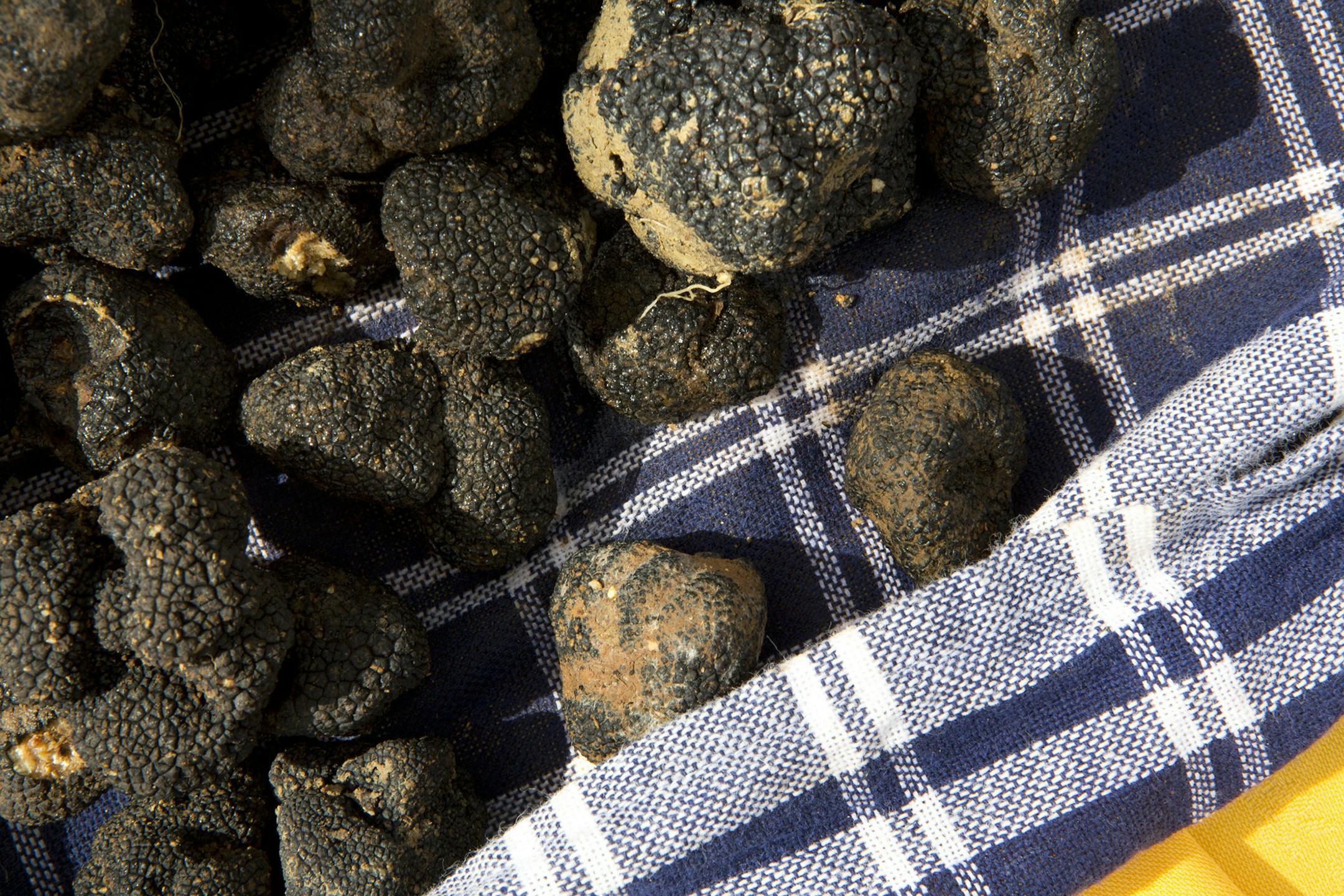 Photo by Mirra Fine, The Perennial Plate A Bounty of Truffles in Marche Italy